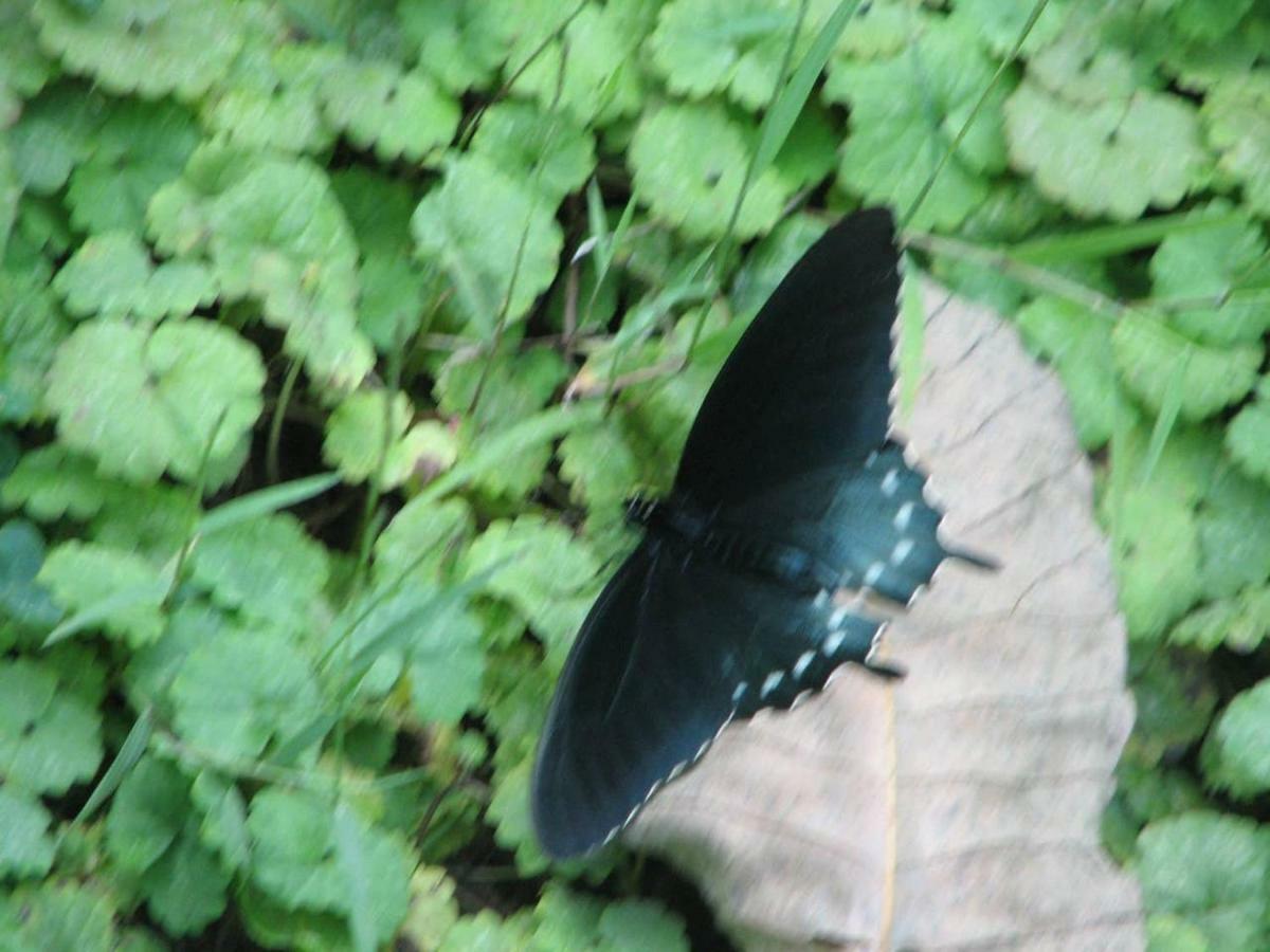 Sunset Ridge Cabin Pigeon Forge Buitenkant foto